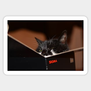Sigma cat Sticker